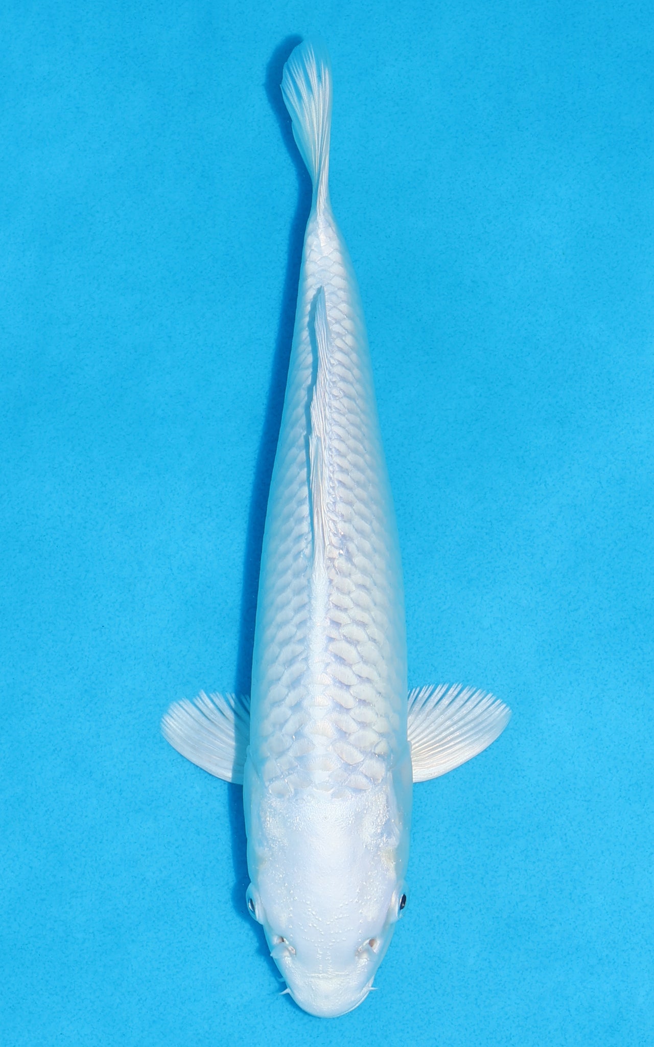 Platinum Ogon - 26cm REF:13382