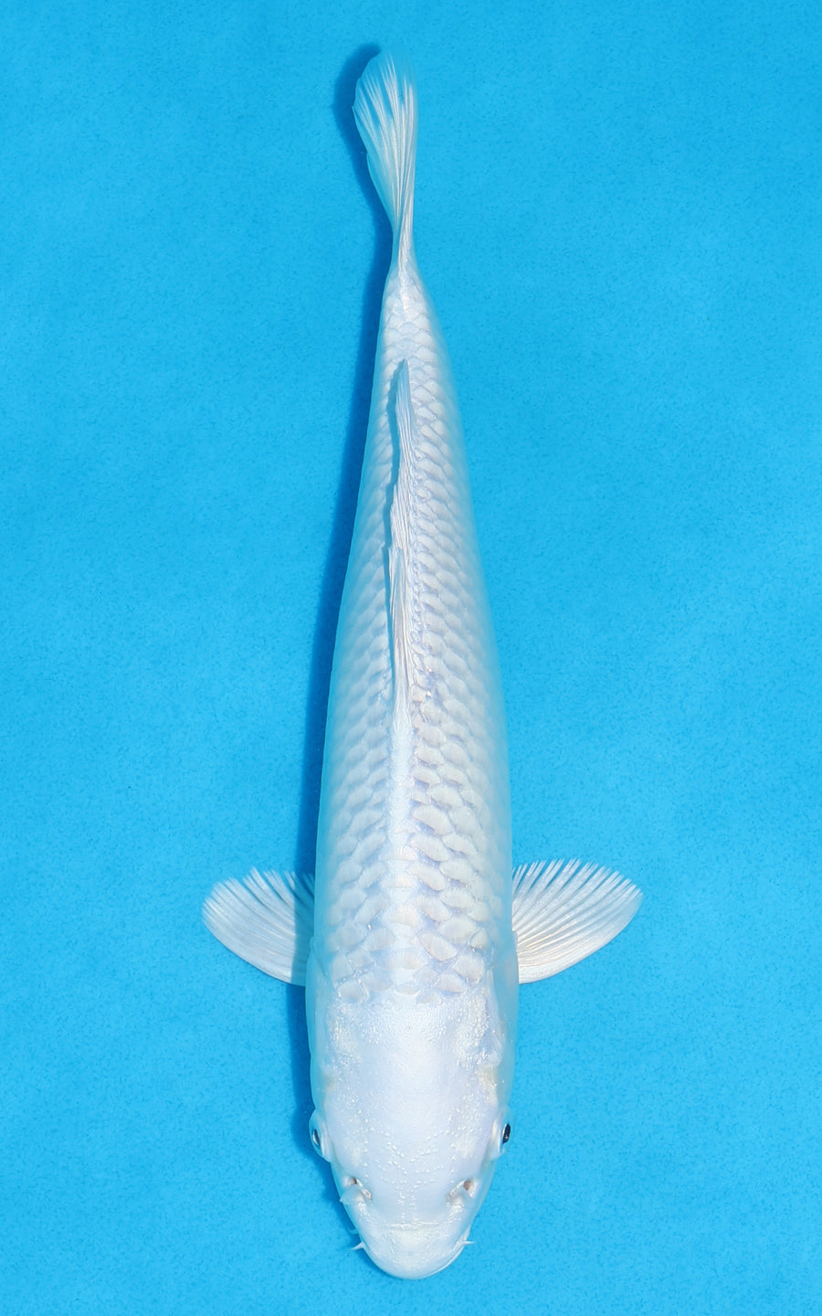 Platinum Ogon - 26cm REF:13382