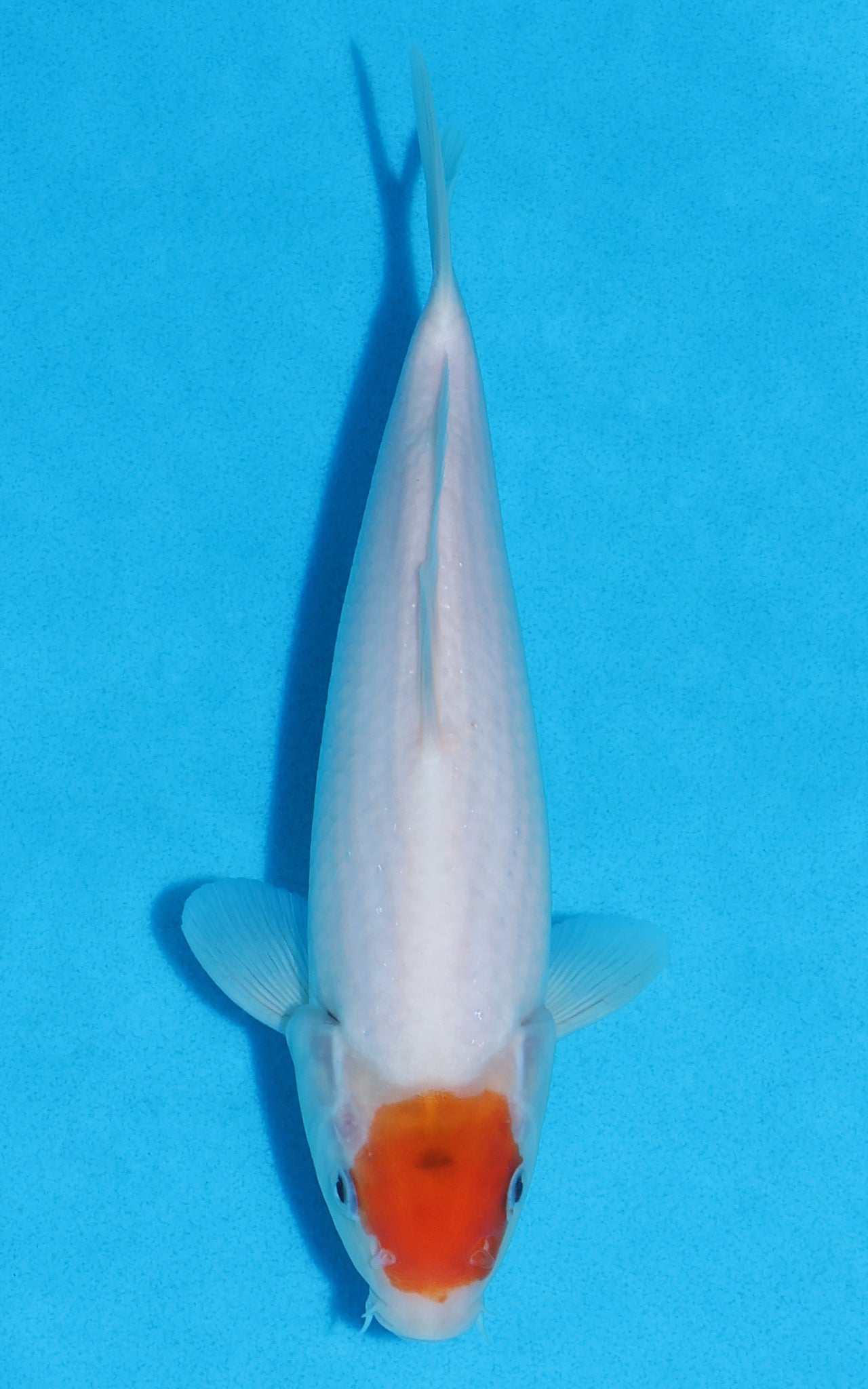 Tancho Kohaku - 22cm REF:70332