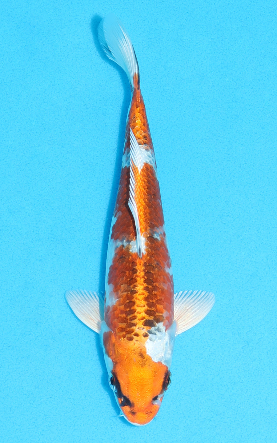 Kujaku - 20cm REF:70110