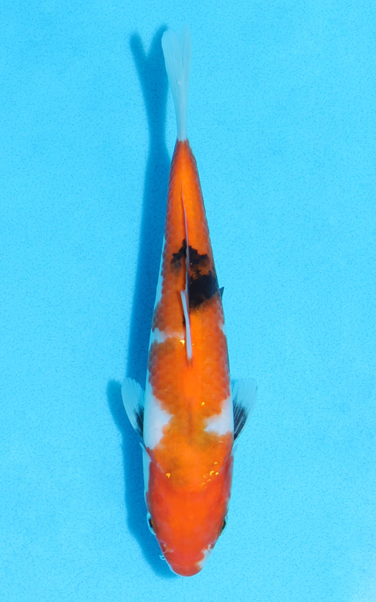 Showa - 20cm REF:70111