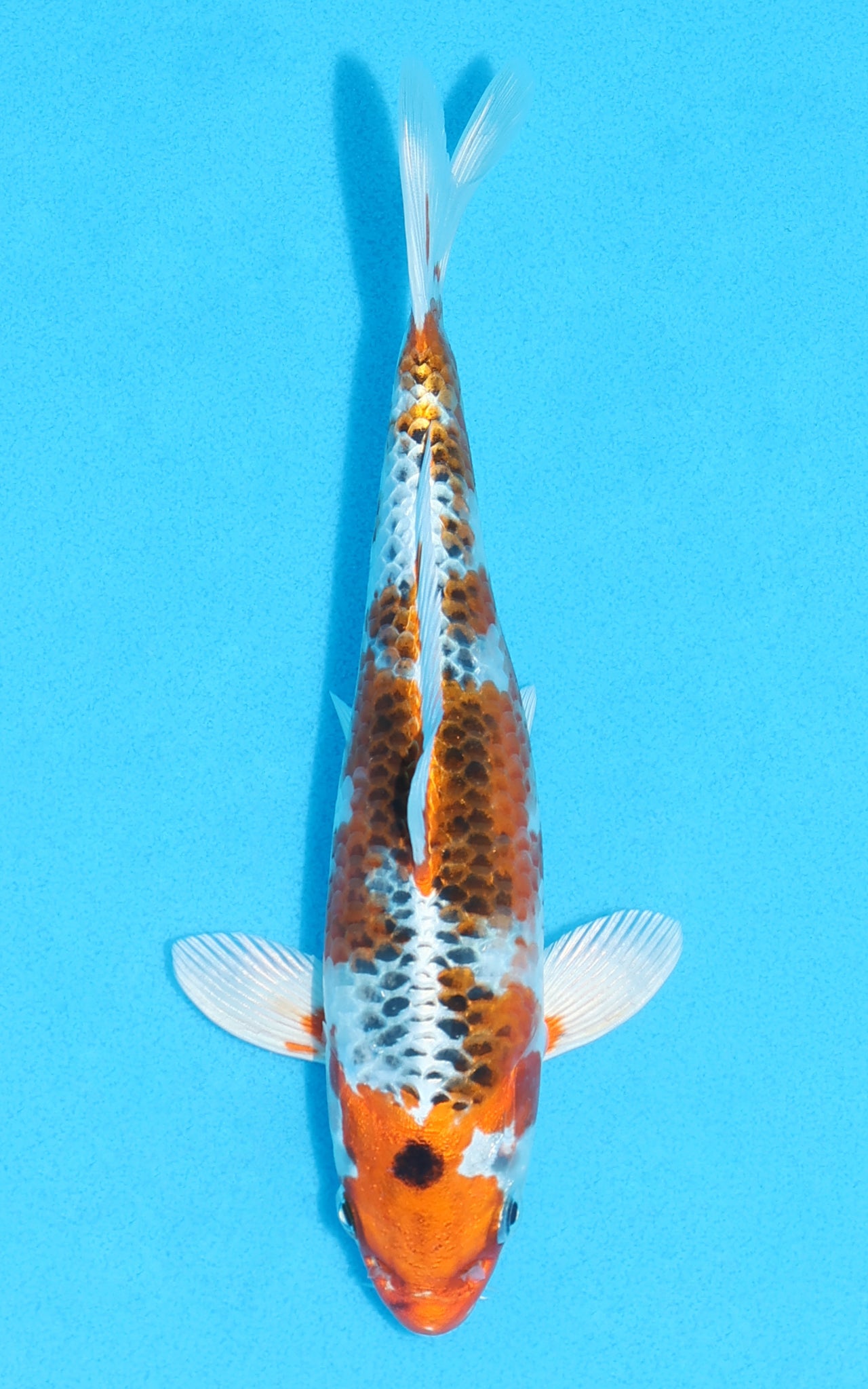 Kujaku - 20cm REF:70112