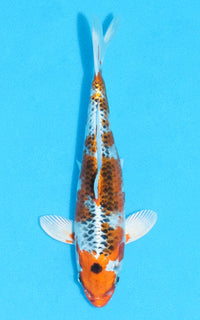 Thumbnail for Kujaku - 20cm REF:70112