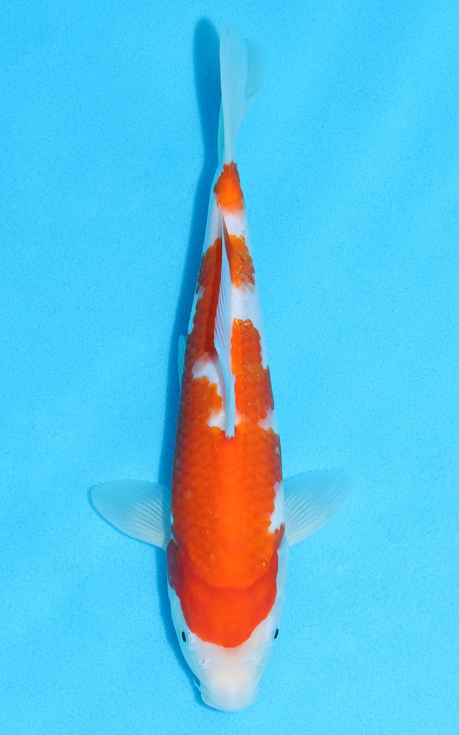 Kohaku - 24cm REF:70113