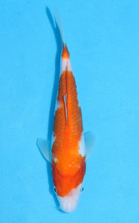 Thumbnail for Kohaku - 25cm REF:70115