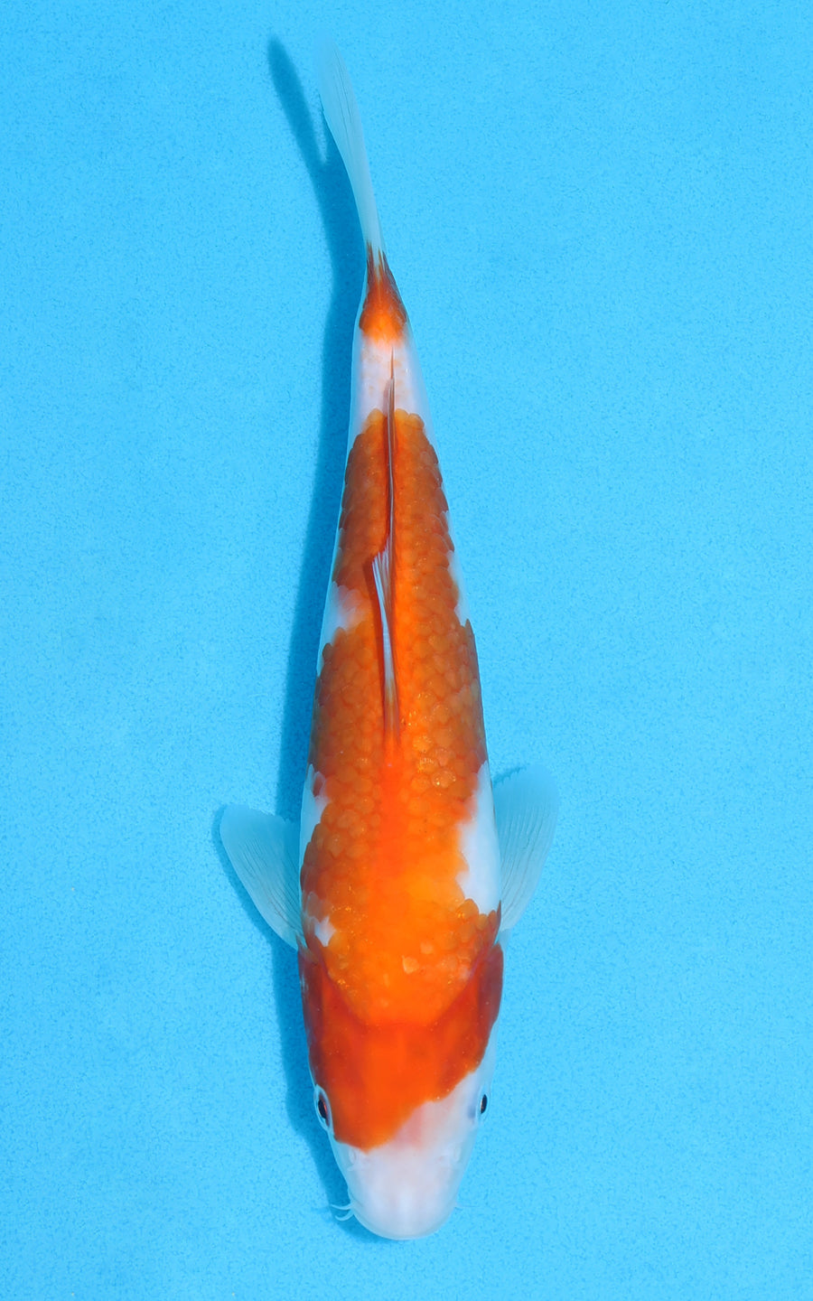 Kohaku - 25cm REF:70115