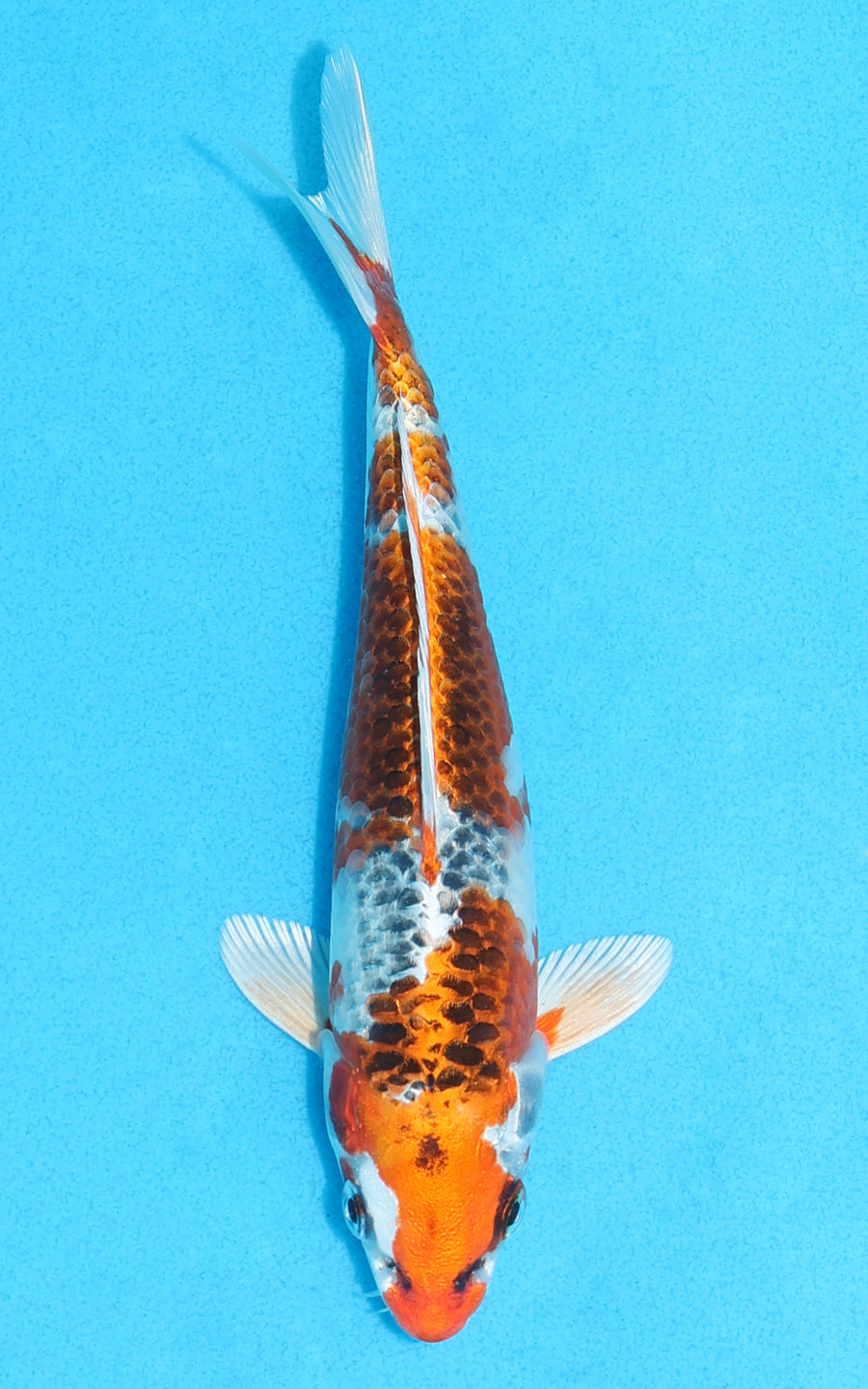 Kujaku - 18cm REF:70117