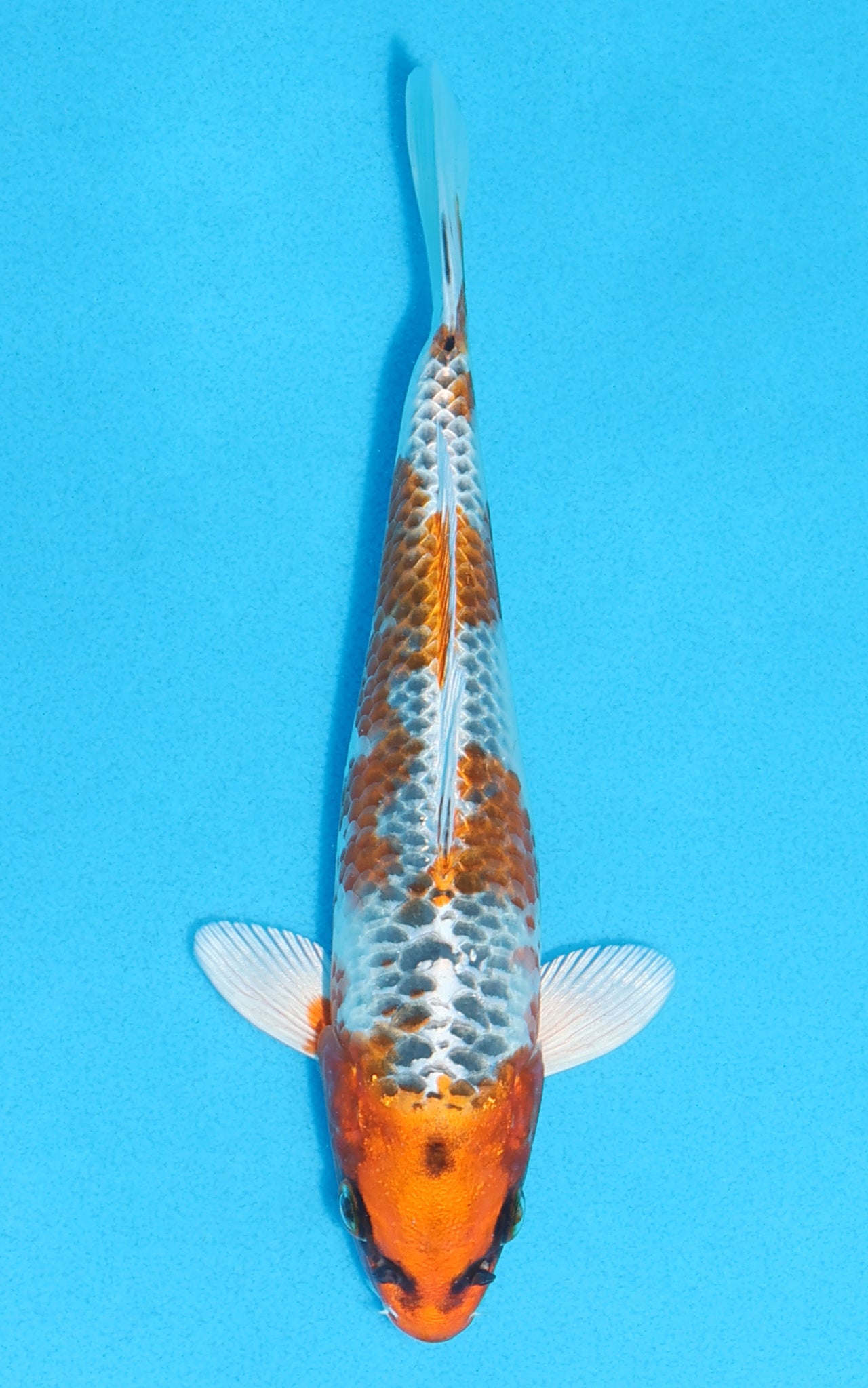 Kujaku - 20cm REF:70118