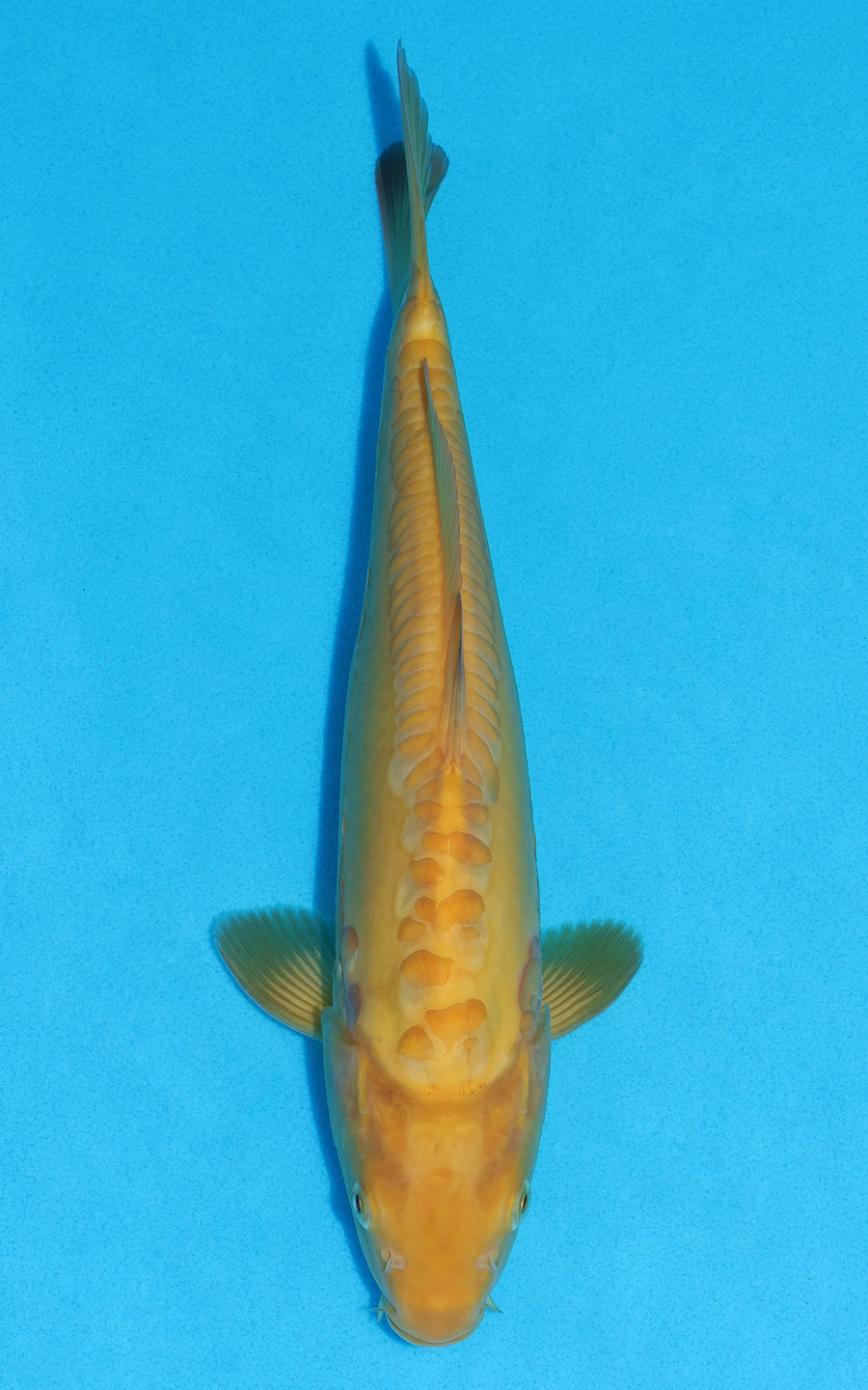 Doitsu Karashigoi - 32cm REF:19415