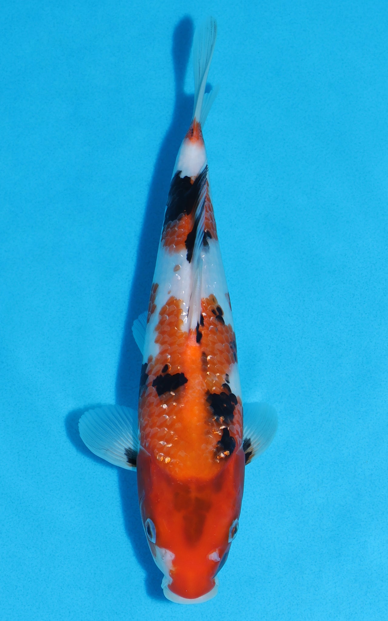 Showa - 26cm REF:13391