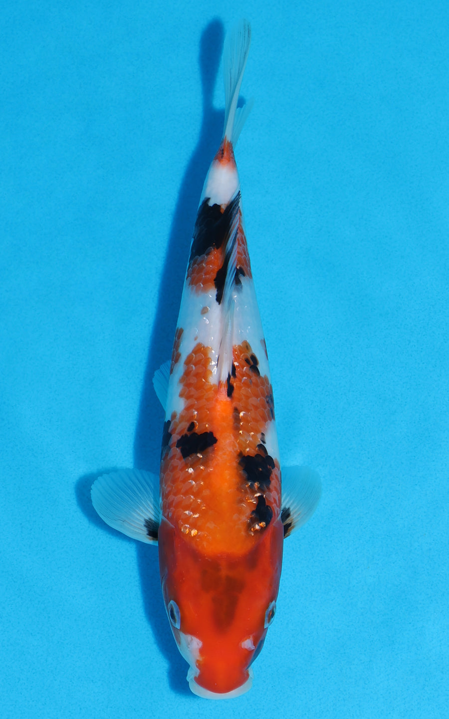 Showa - 26cm REF:13391