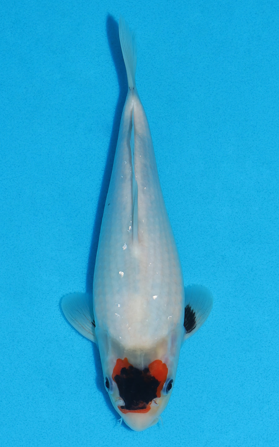 Tancho Showa - 23cm REF:70338