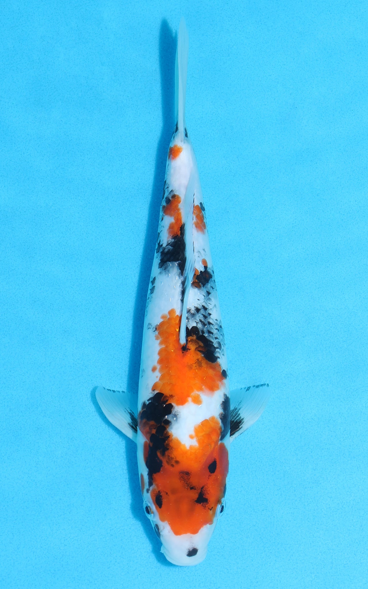Showa - 28cm REF:13077
