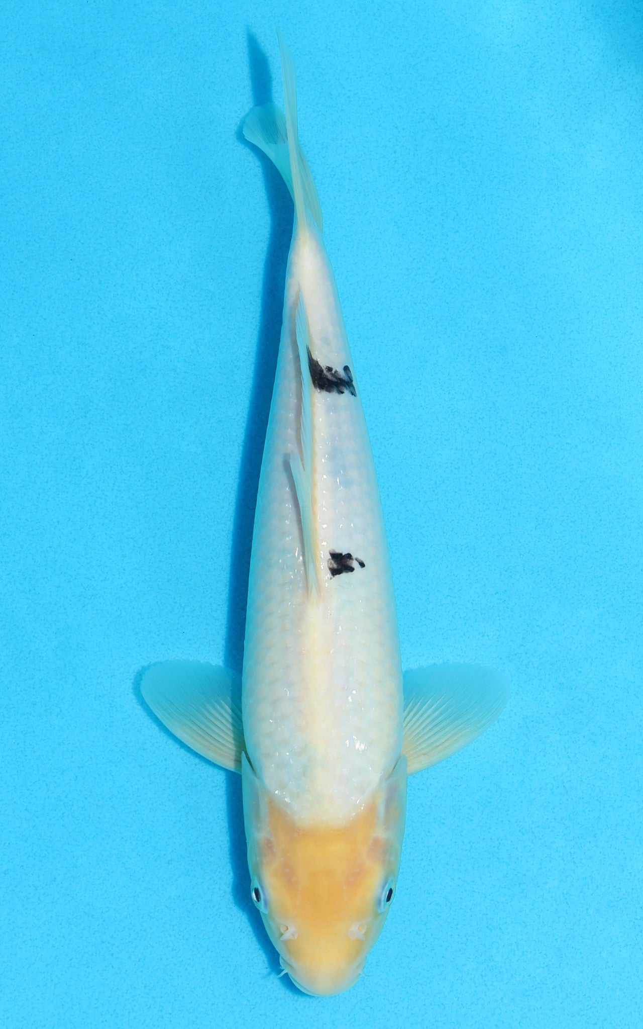 Shiro Bekko - 27cm REF:70120