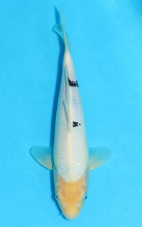 Thumbnail for Shiro Bekko - 27cm REF:70120