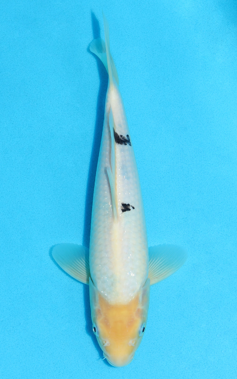 Shiro Bekko - 27cm REF:70120