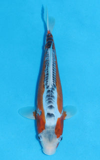 Thumbnail for Shusui - 28cm REF:13405