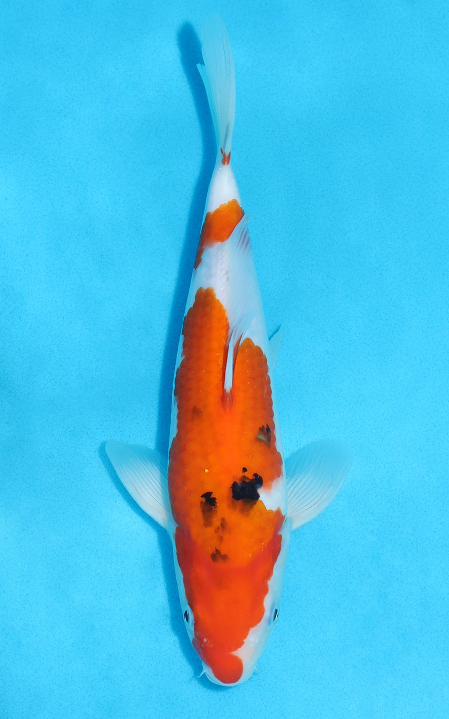 Sanke - 26cm REF:70121