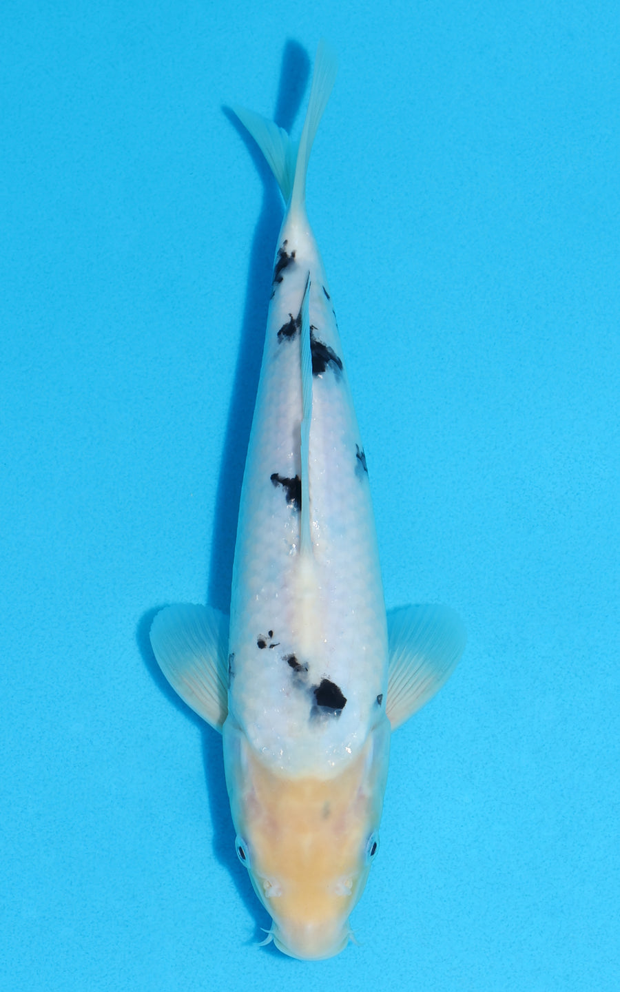 Shiro Bekko - 27cm REF:13412
