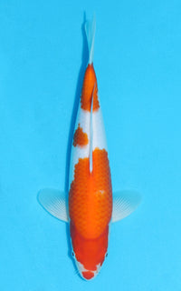 Thumbnail for Kohaku - 32cm REF:13087