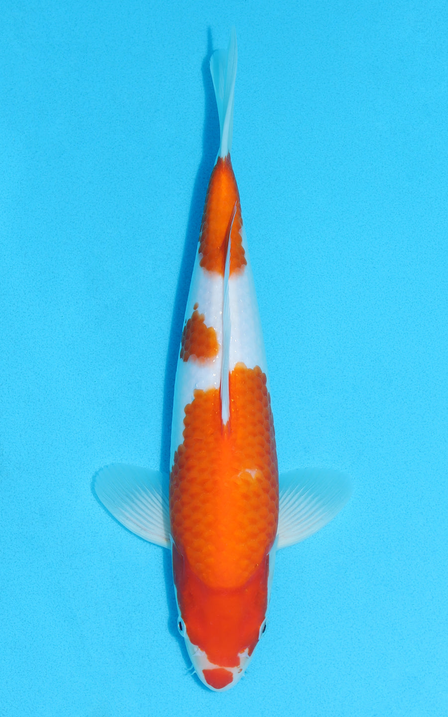 Kohaku - 32cm REF:13087