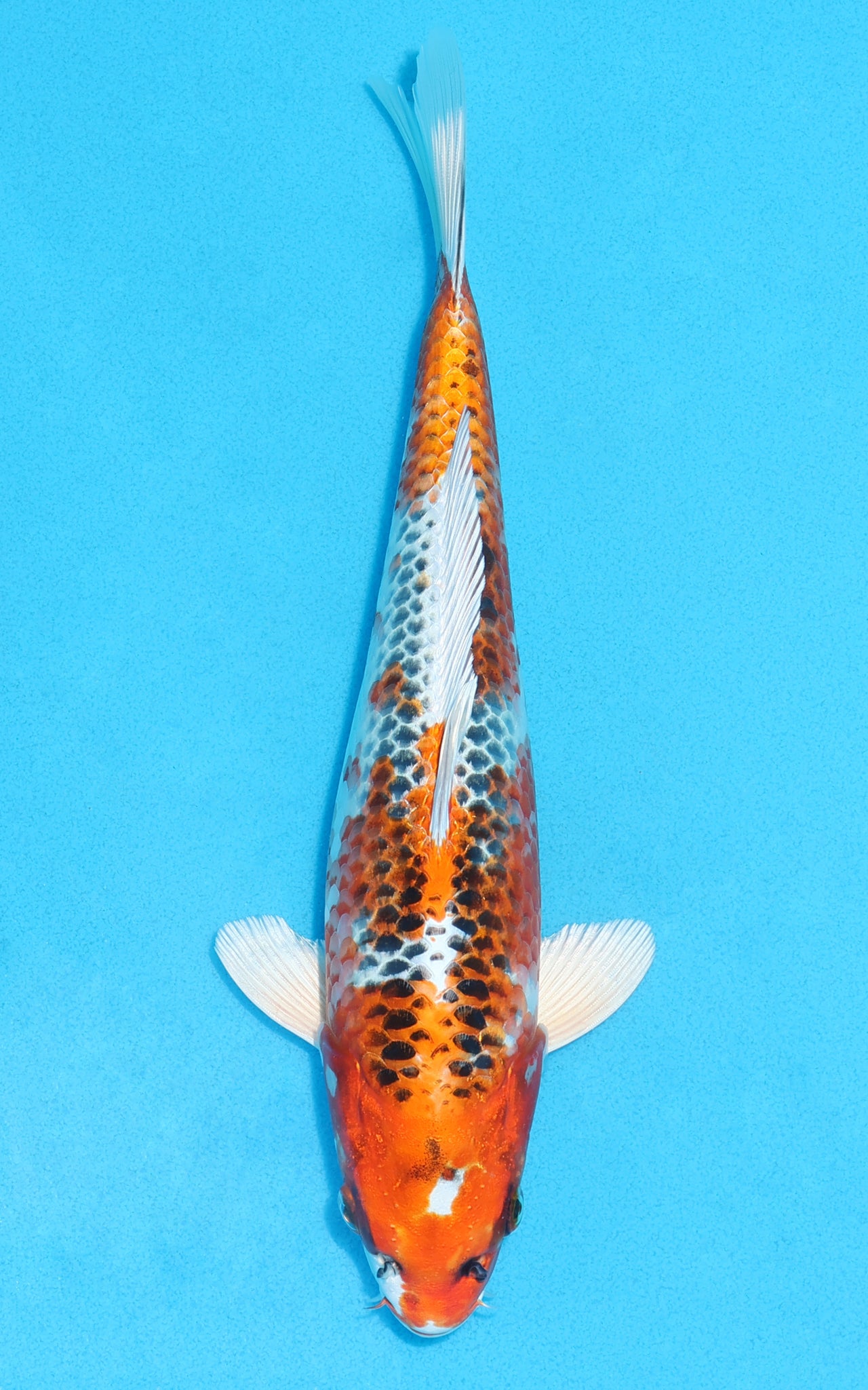 Kujaku - 27cm REF:13088