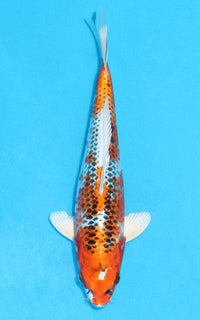 Thumbnail for Kujaku - 27cm REF:13088