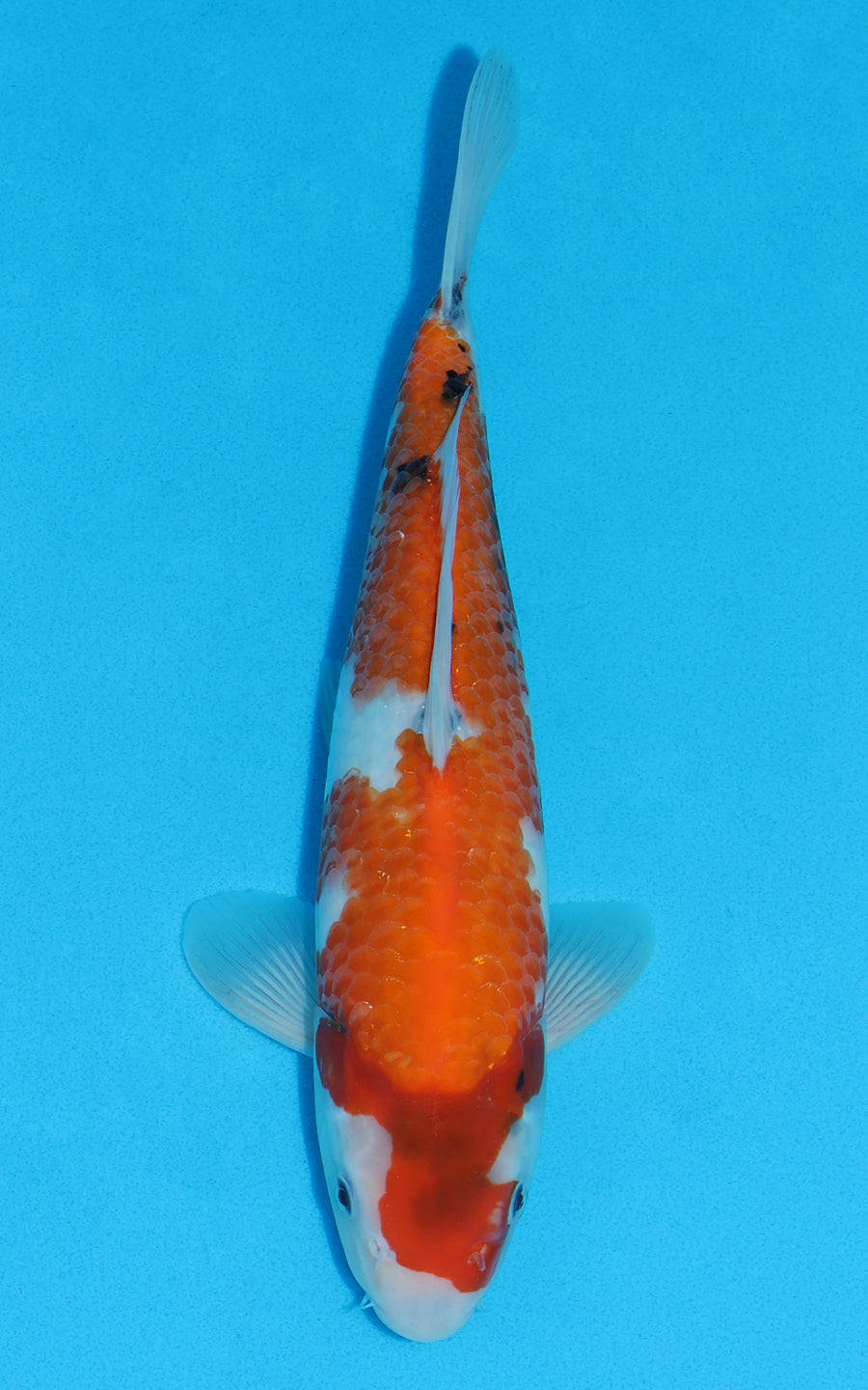 Showa - 32cm REF:70343