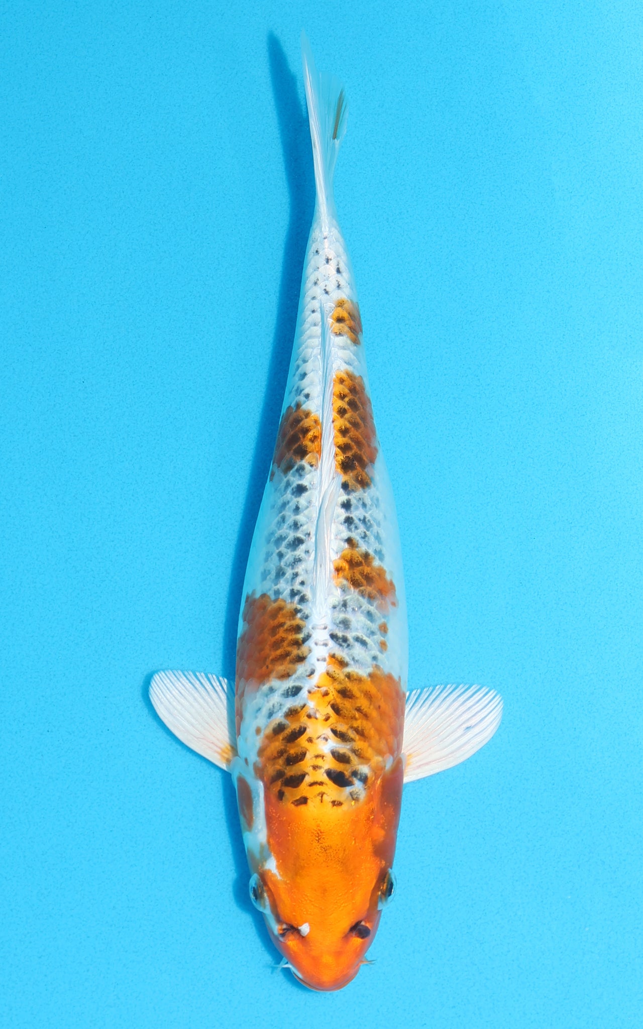 Kujaku - 30cm REF:13090