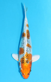 Thumbnail for Kujaku - 30cm REF:13090