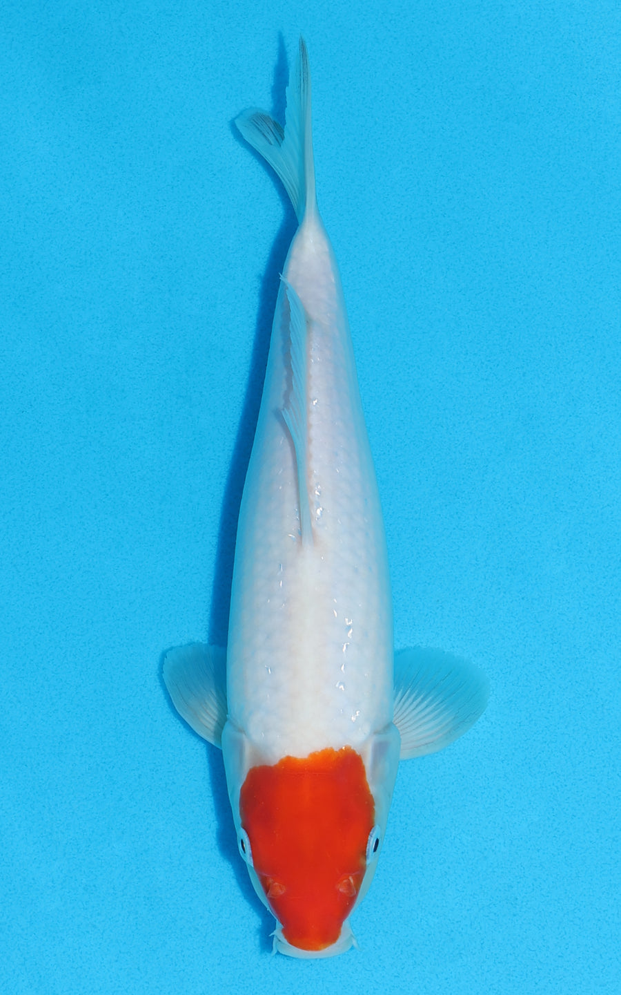 Tancho Kohaku - 27cm REF:19417