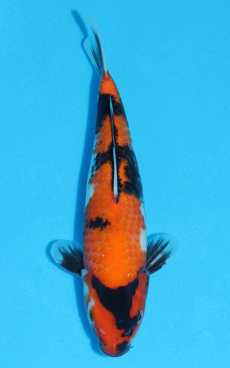 Hi Showa - 27cm REF:13421