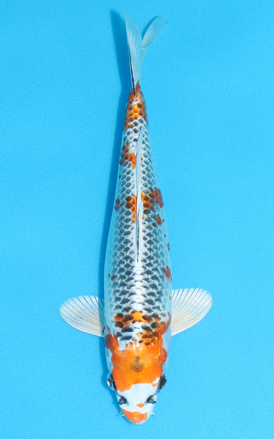 Kujaku - 25cm REF:13091