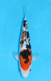 Thumbnail for Sanke - 27cm REF:13092