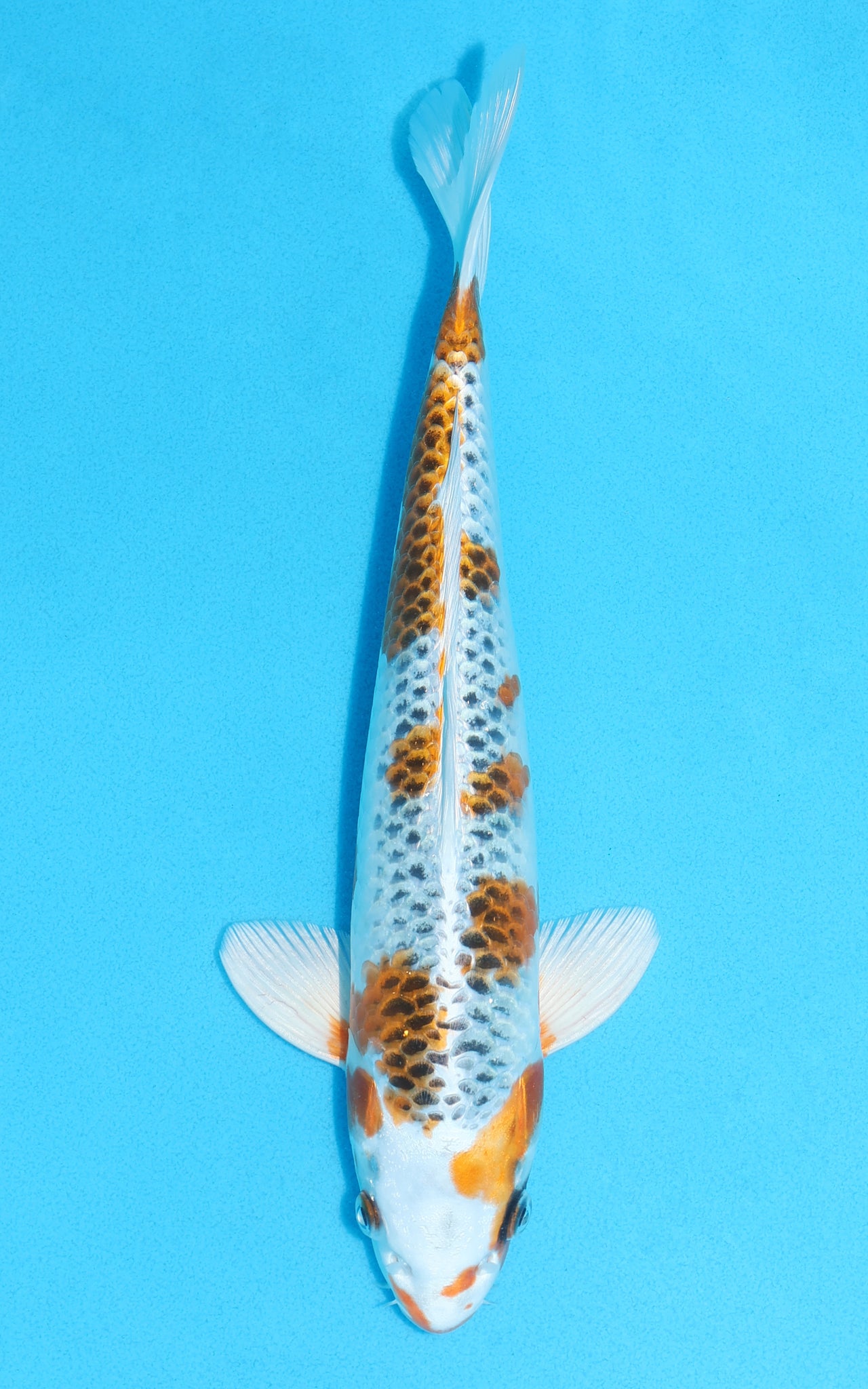 Kujaku - 30cm REF:13093