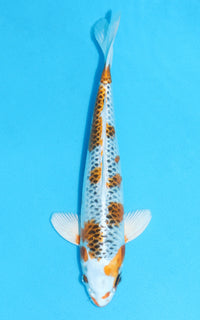 Thumbnail for Kujaku - 30cm REF:13093