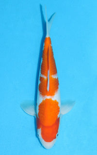 Thumbnail for Kohaku - 28cm REF:13094