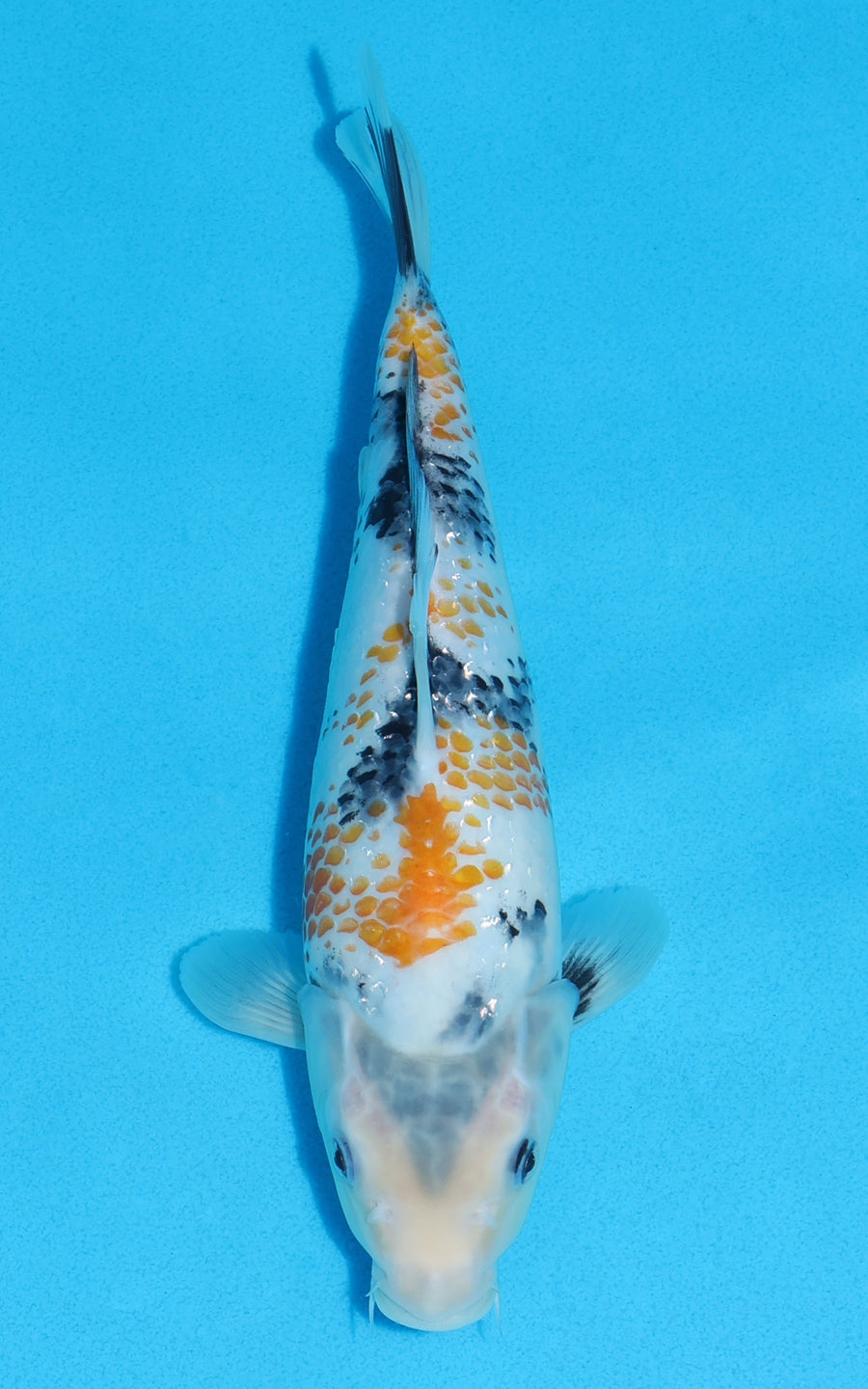 Kanoko Showa - 26cm REF:70344
