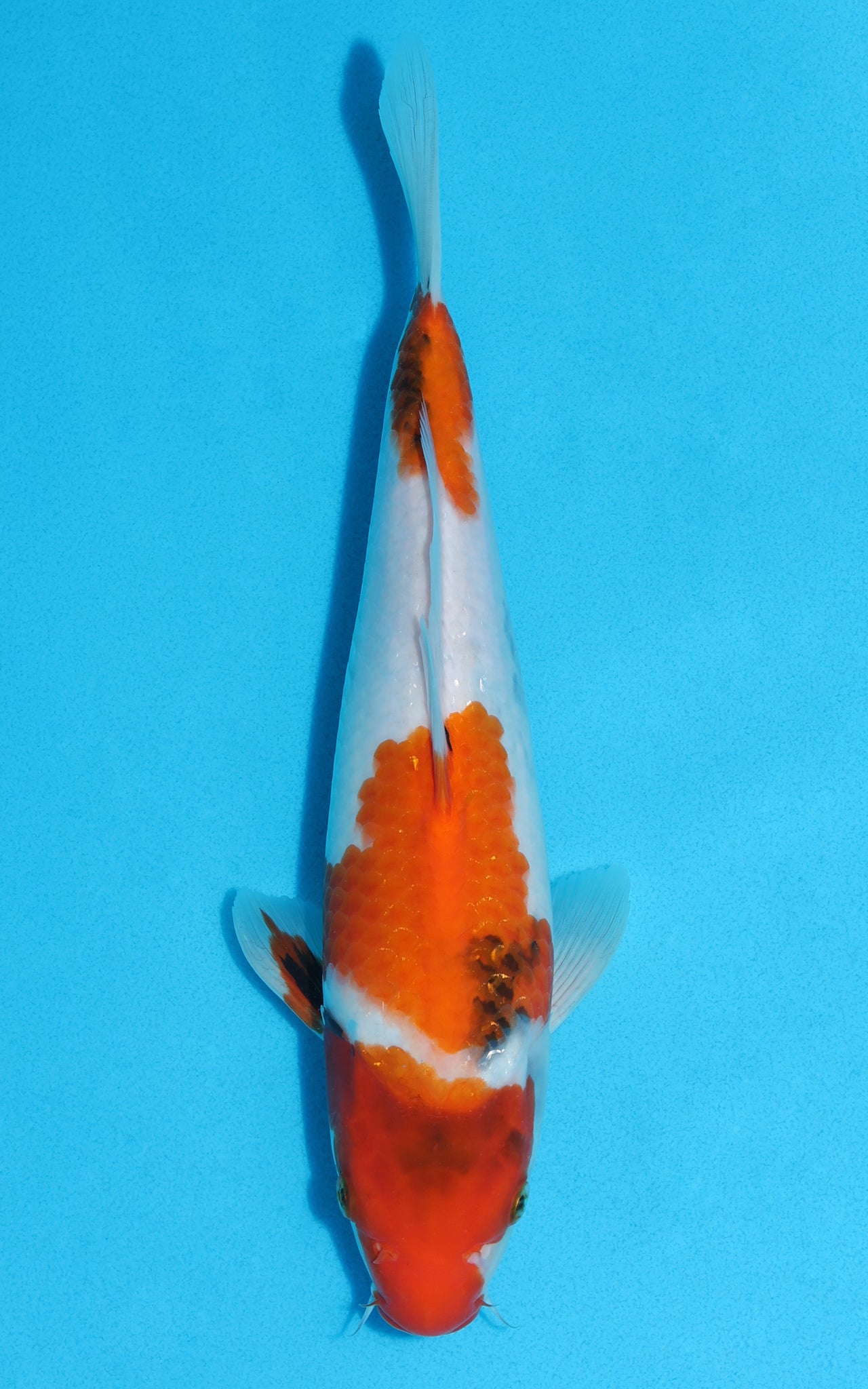 Showa - 31cm REF:13095