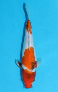 Thumbnail for Showa - 31cm REF:13095