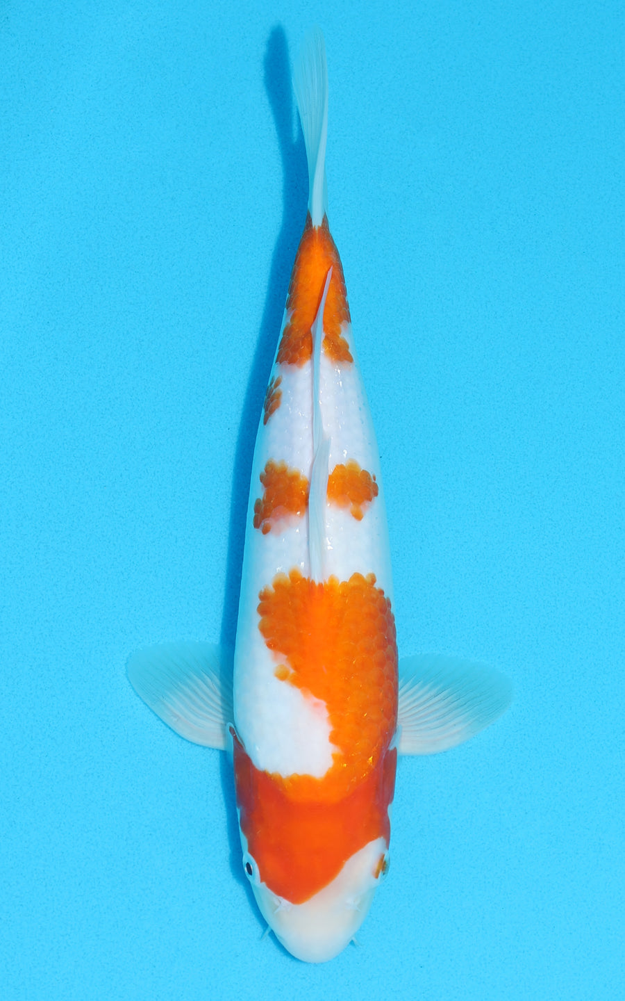 Kohaku - 30cm REF:13096