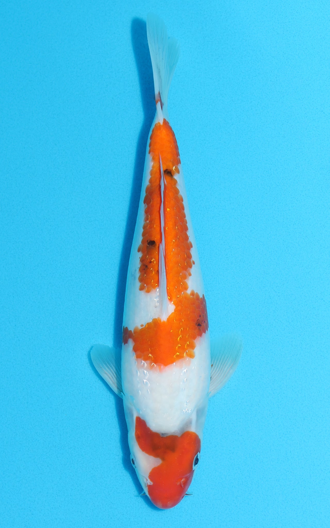 Showa - 30cm REF:13097