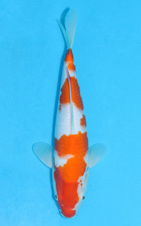 Thumbnail for Kohaku - 30cm REF:13098