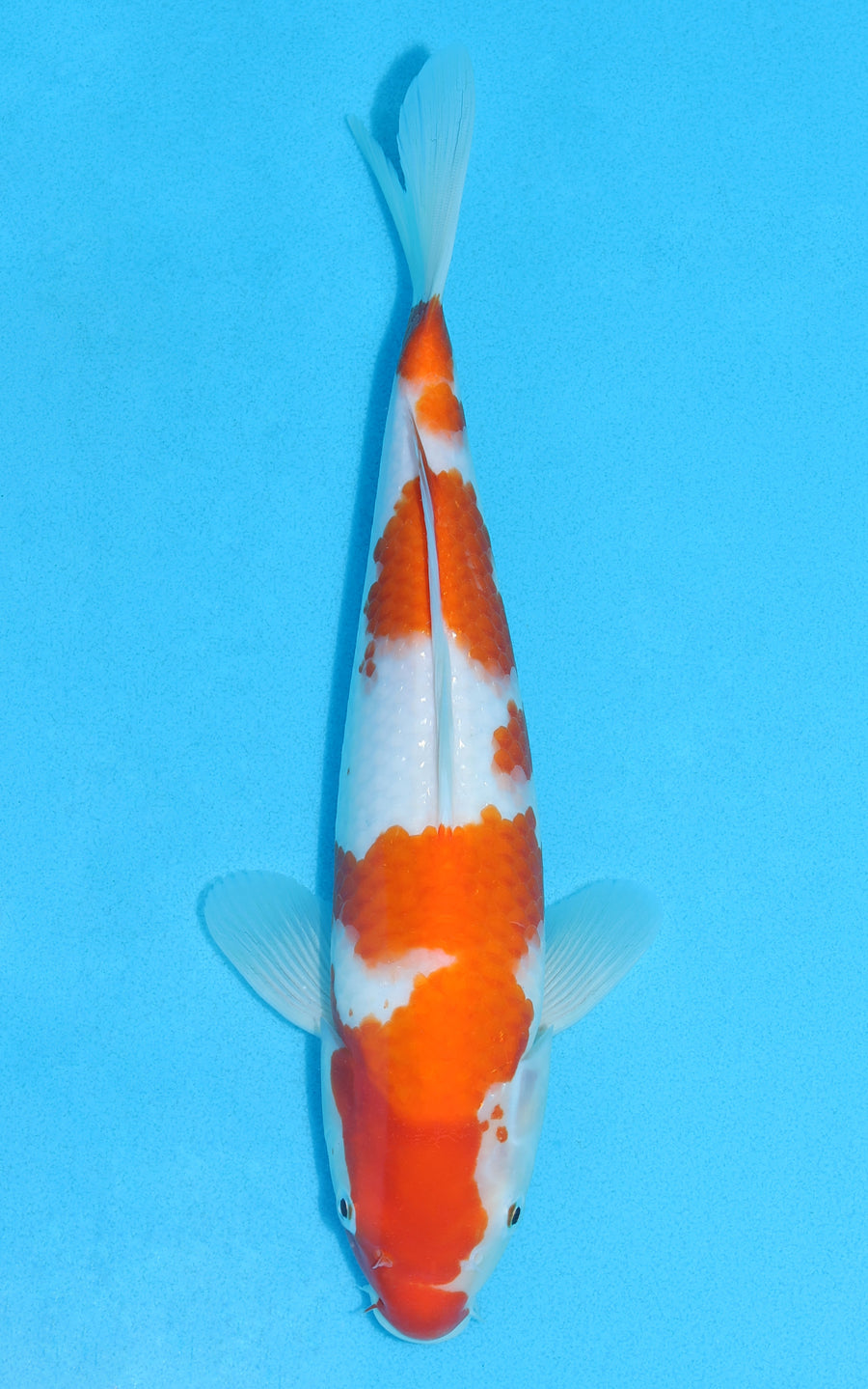 Kohaku - 30cm REF:13098