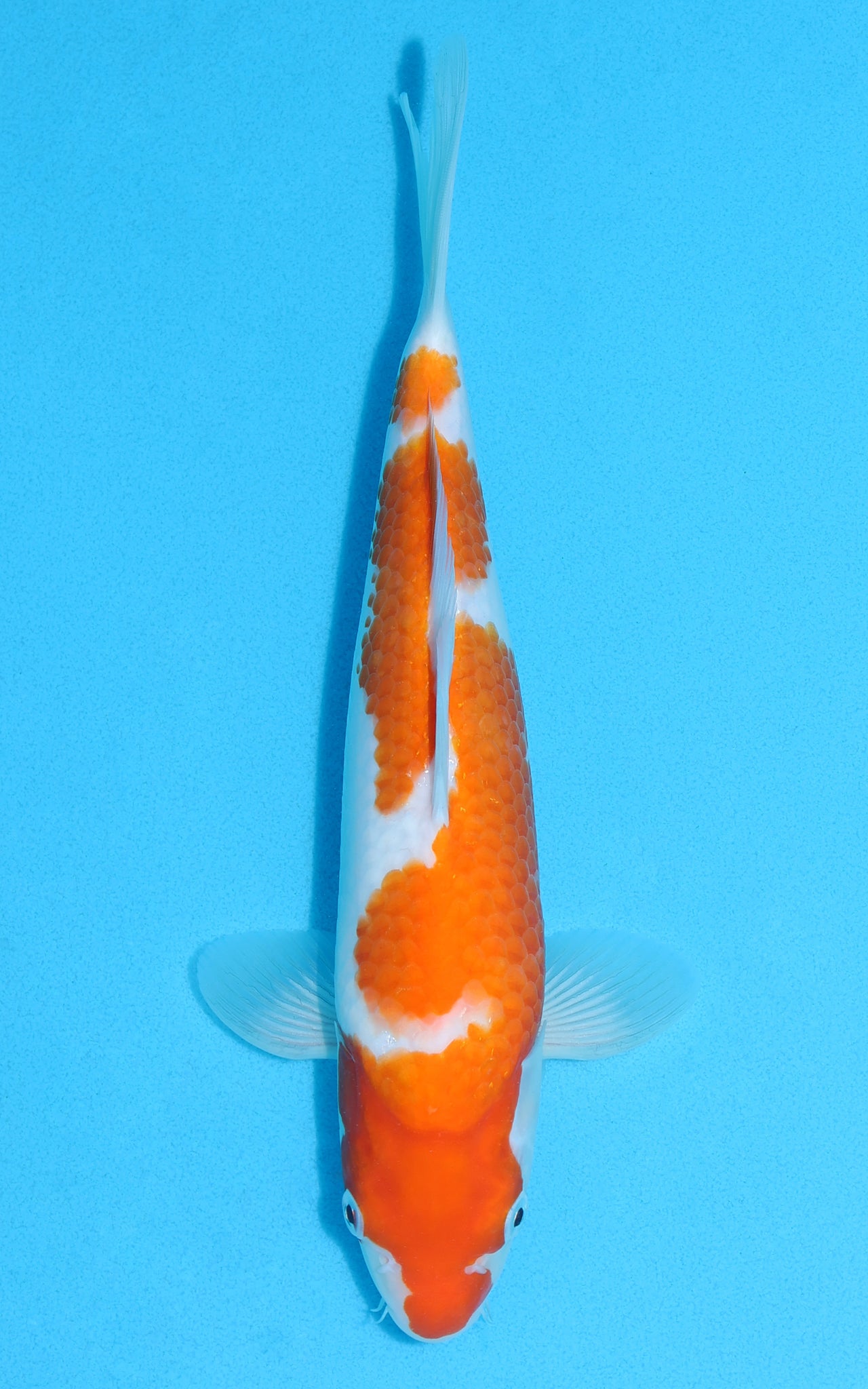 Kohaku - 29cm REF:13099