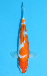 Thumbnail for Kohaku - 29cm REF:13099