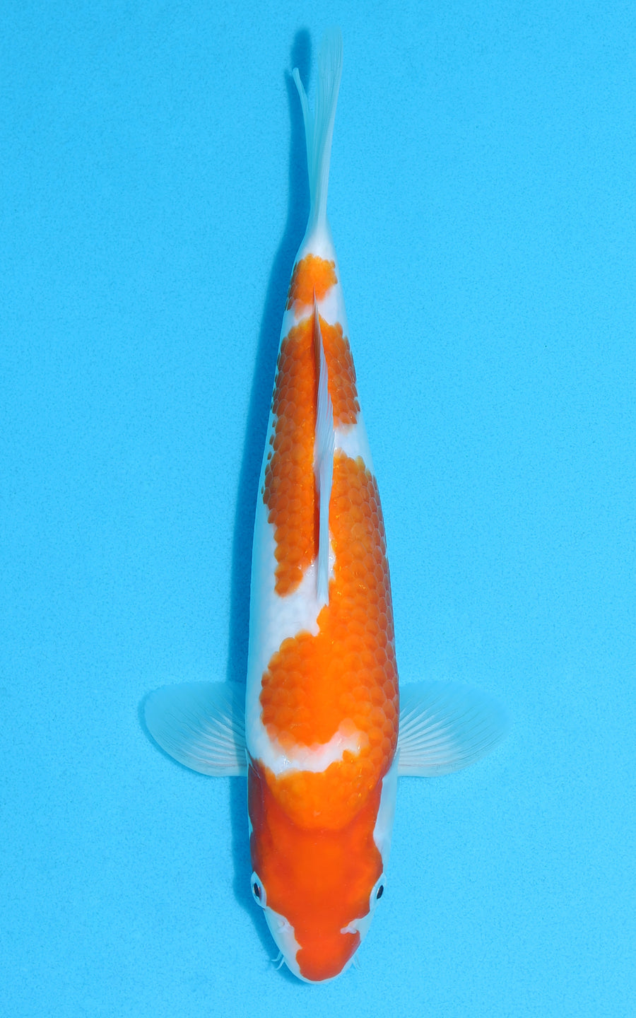 Kohaku - 29cm REF:13099