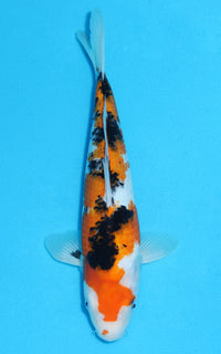 Thumbnail for Sanke - 31cm REF:13100