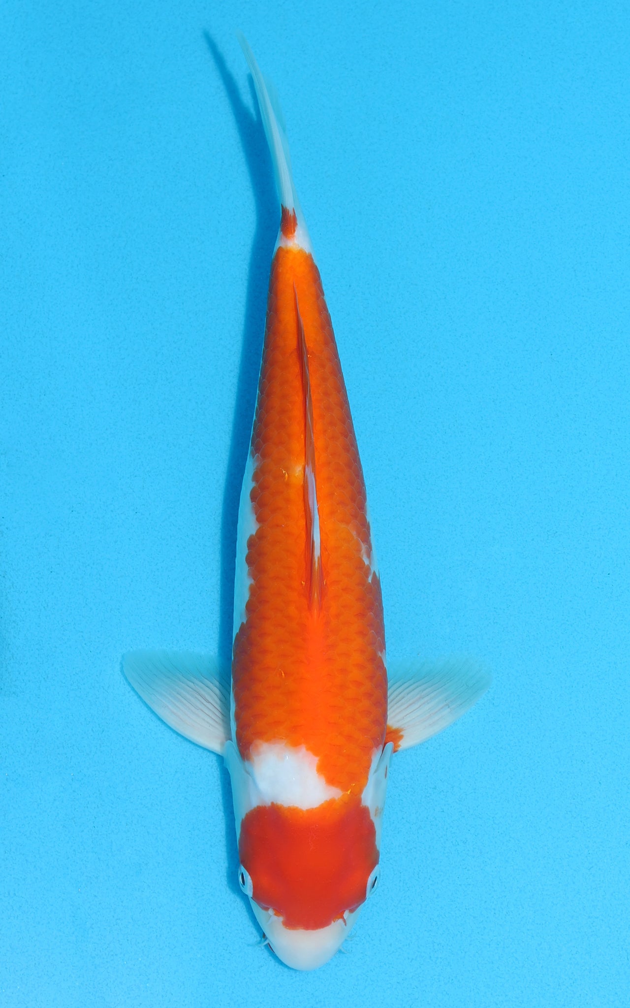 Kohaku - 31cm REF:13101