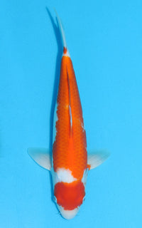 Thumbnail for Kohaku - 31cm REF:13101